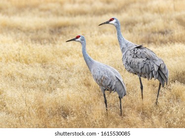 2,708 Sandhill cranes pair Images, Stock Photos & Vectors | Shutterstock