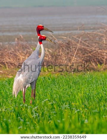 A pair of Sarus Crane with beautiful tails in paddy field