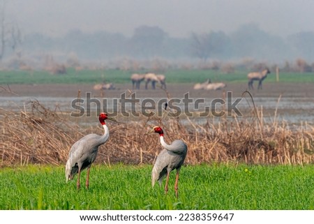 A pair of Sarus crane in discussion in paddy field