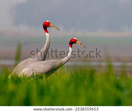 A pair of Sarus Crane roaming in a paddy field