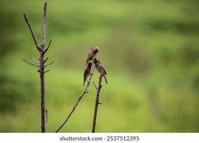 A pair of scaly-breasted munia birds perched on wooden branches - Powered by Shutterstock