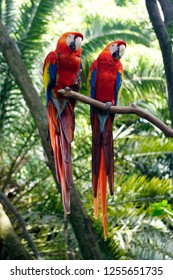 Pair of scarlet macaw parrots perched on a tree branch