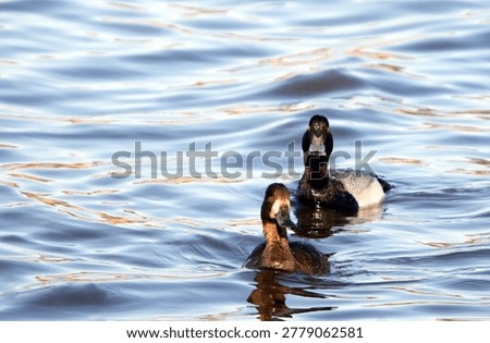 pair of scaup ducks looking at camera