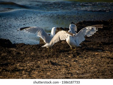 A Pair Of Seagulls Fighting Next To Lake Eerie