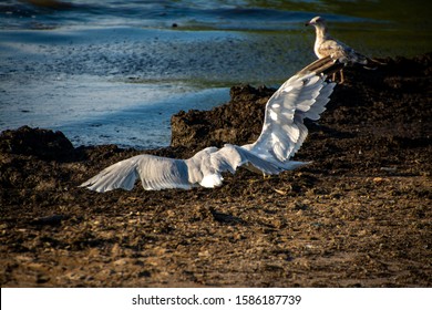 A Pair Of Seagulls Fighting Next To Lake Eerie