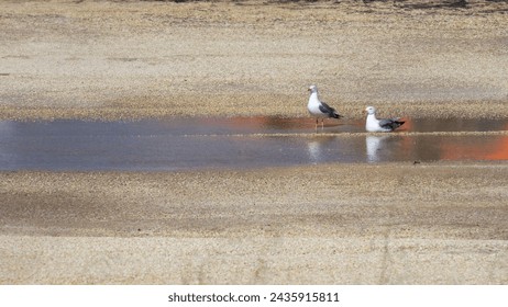 A pair of seagulls relax by a reflective pool, amidst the textured sands of a peaceful beach setting.

