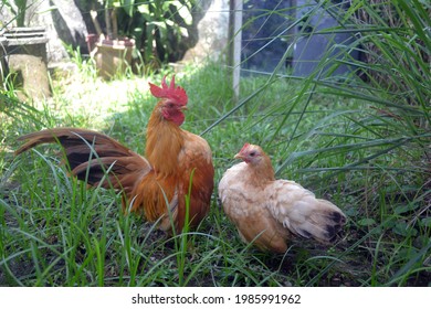 white serama chickens