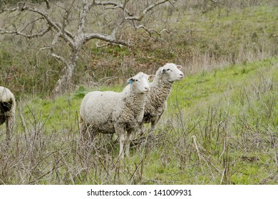 Pair of Sheep