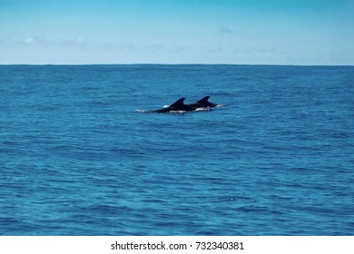 A Pair Of Short Finned Pilot Whales In The Sea Near The Azores.