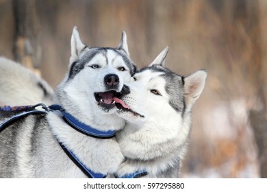 are siberian huskies territorial