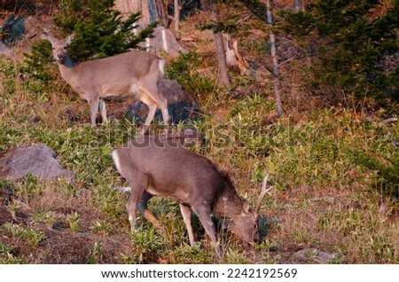 Pair of sika deer Cervus nippon yesoensis. Shiretoko National Park. Shiretoko Peninsula. Hokkaido. Japan.