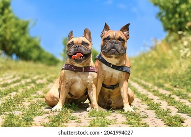 Pair of similar looking French Bulldog dogs sitting next to each other wearing dog harnesses outdoors in summer