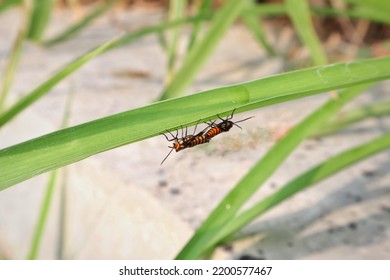 A Pair Of Small Red Animals, Mating On Green Leaves In Summer, In The Wild.