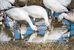 A Pair Of Snow Geese Drink From A Puddle While A New Arrival Prepares To Join Them In The Farmland Of The Skagit Valley In Washington State