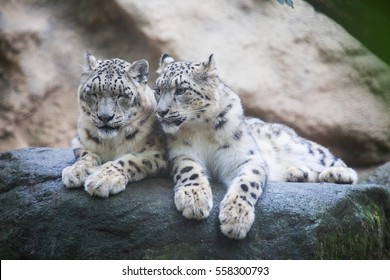 Pair Of Snow Leopard With Clear Rock Background, Hemis National Park, Kashmir, India. Wildlife Scene From Asia. Detail Portrait Of Beautiful Big Cat Snow Leopard, Panthera Uncia. Animals In The Rock.