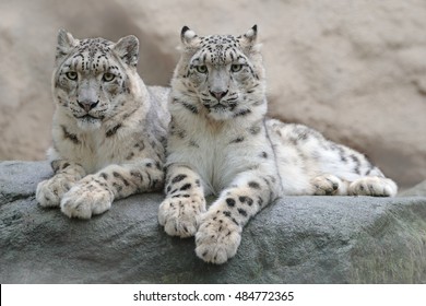 Pair of snow leopards with clear rocky background, Hemis National Park, Kashmir, India. Wildlife scene from Asia. Detail portrait of beautiful big cats Panthera uncia.