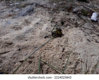 A Pair Of Solitary Bees On Sand.