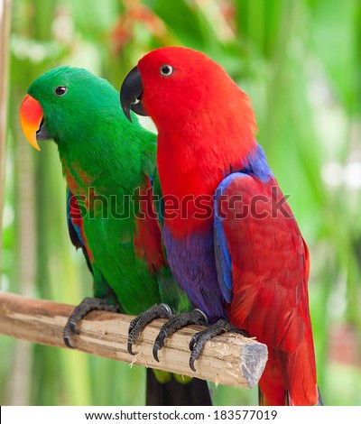 a pair of Solomon Island Eclectus Parrots ( Eclectus roratus solomonensis)