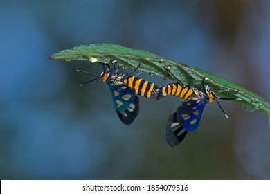 Pair of southeast Asia tiger moth or  the wasp moth (Amata huebneri) mating under a wet green leaf covered with water droplets in Jawa Island 