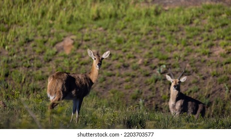 A Pair Of Southern Reedbuck