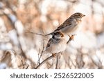 A pair of sparrows, male and female birds, sit on the branches of bushes. Winter park during the cold season.