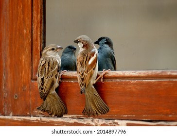 A pair of sparrows on my window. 