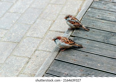 a pair of sparrows sits on the sidewalk. The life of wild animals in a modern city.