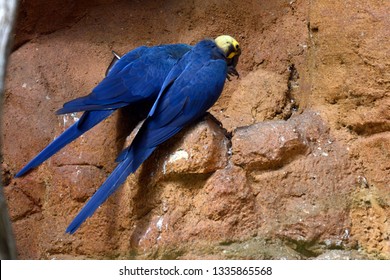 Pair of Spix's macaw