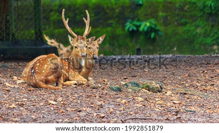 A pair of spotted deer inside cage in Trivandrum zoo