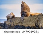 A pair of steller sea lions resting on a rocky outcrop in Kenai-Fjords National Park, Alaska