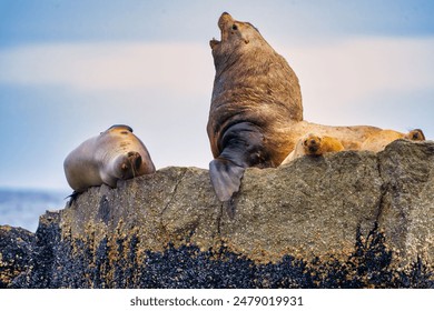 A pair of steller sea lions resting on a rocky outcrop in Kenai-Fjords National Park, Alaska - Powered by Shutterstock