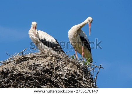 A pair of storks in a nest in spring against a blue sky.