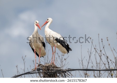 Pair of storks perched in a nest, surrounded by a serene cloudy background. Close-up captures their natural beauty and the tranquil environment. Perfect depiction of wildlife and nature's harmony.