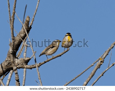 A pair of Striated Pardalote (Pardalotus striatus) perched on a leafless tree branch with clear blue sky background.