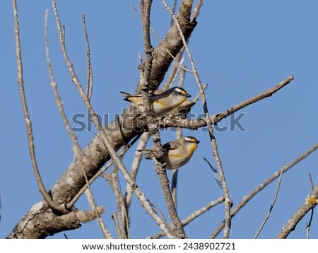 A pair of Striated Pardalote (Pardalotus striatus) perched on a leafless tree branch with clear blue sky background.
