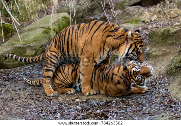 Pair Sumatran Tigers Mating Dry Lake Stock Photo Edit Now 784263502
