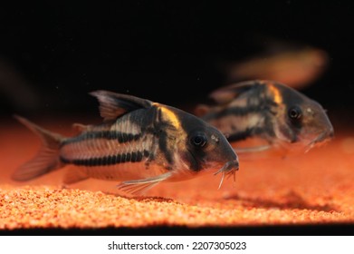 A Pair Of Super Parallelus Cory Catfish 