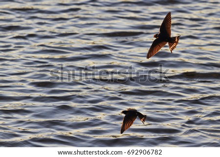 pair of swallows catch insects over water , wildlife