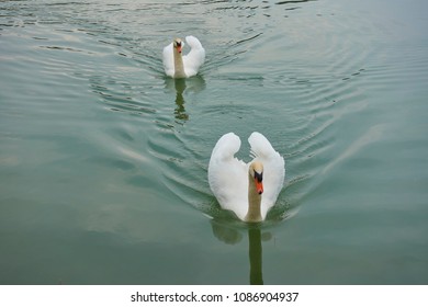 Pair Of Swans Swimming Across A Lake At France. Green Lake Water With The Swans Reflection, Swimming In Sync.