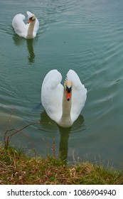 Pair Of Swans Swimming Across A Lake At France. Green Lake Water With The Swans Reflection, Swimming In Sync.