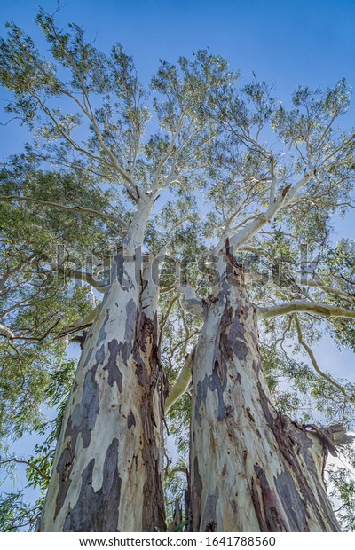 A pair of\
tall iconic Australian Ghost Gums.\
