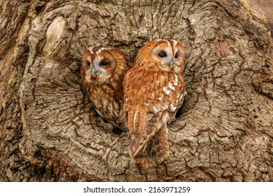 Pair of tawny owls nesting in a hollow tree trunk in the English countryside