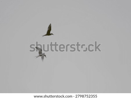 A pair of terns fight and squabble in flight