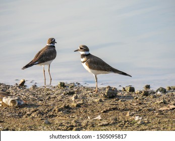 A Pair Of Texas Killdeer Birds At Bob Woodruff Park