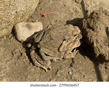 Pair of Toads Mating on Sandy Ground in Natural Wildlife Habitat