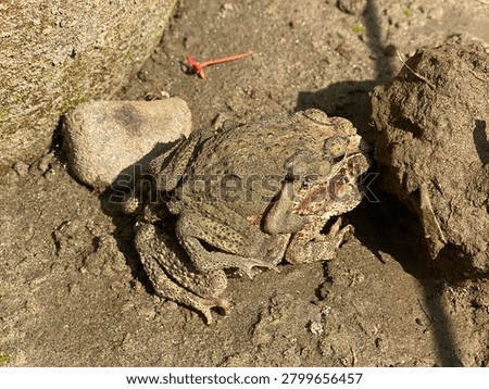 Pair of Toads Mating on Sandy Ground in Natural Wildlife Habitat