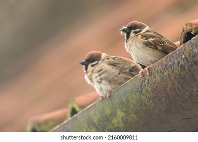 Pair Of Tree Sparrows (Passer Montanus) Nesting In A Roof, Yorkshire, UK. Cute Garden Bird Portrait In Spring.