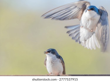 A pair of tree swallows interacting while perched on a fence with one flying over the other with wings up and blurred green background. 
