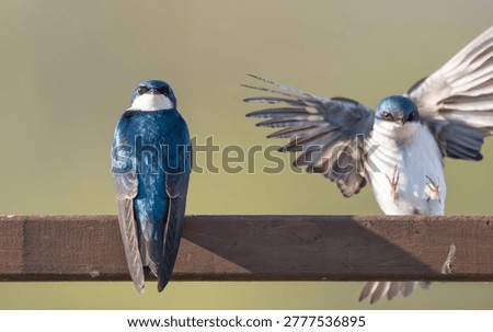 A pair of tree swallows interacting while perched on a fence with wings up and blurred green background. One swallow arriving with feet and wings up as the other looks over its back towards the camera. 