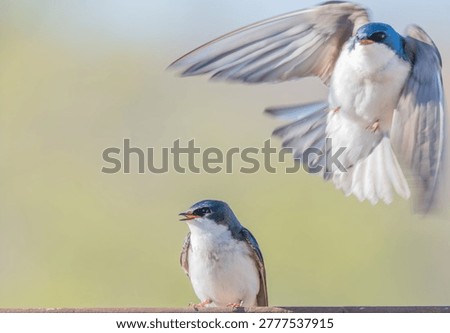 A pair of tree swallows interacting while perched on a fence with one flying over the other with wings up and blurred green background. 